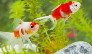 如何养好淡水热带鱼 淡水热带鱼怎么养