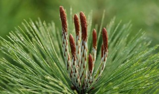 如何养好松树叶子 松树怎样养