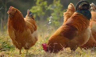 如何养鸡才能养好（小鸡怎么养）