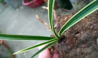 如何养好下山惠兰 下山蕙兰怎么栽培