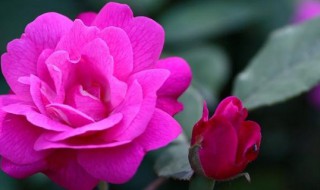 春季如何养好月季扦插苗（月季扦插苗养护）