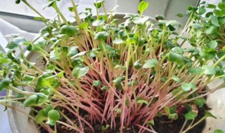 如何更好的养好萝卜种子（怎么种好萝卜）