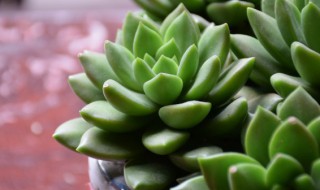 如何养好肉类植物（如何养殖肉肉植物）