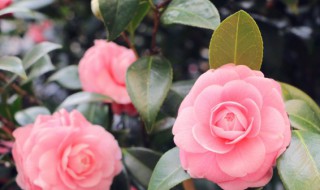 送老婆什么花送 送老婆什么花送多少朵