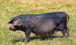 如何养好一头乌黑的猪 论一只猪是怎么养成的
