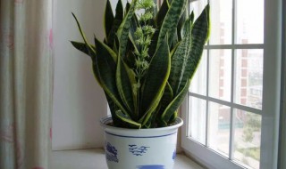 如何养好虎皮兰不掉叶子（怎样把虎皮兰养好）