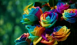 四季七彩花如何养好（七彩红花怎么养）