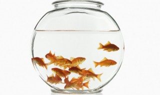 如何不用过滤器就能养好鱼 有关过滤器及养鱼的几个小窍门