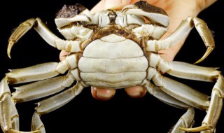 养螃蟹如何喂好饲料（养螃蟹怎么喂食）