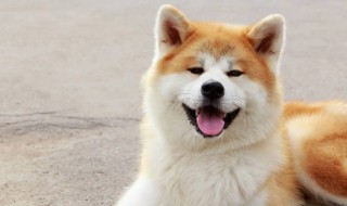 如何养好一只秋田犬 秋田犬适合家养吗
