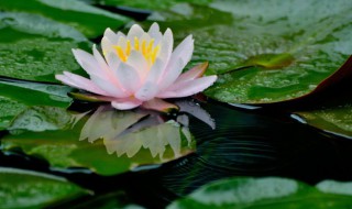 碗莲放家里什么位置 碗莲放在哪个位置好