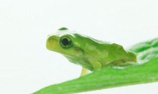 新手如何养好角蛙 新手怎么养角蛙