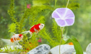 鱼缸净水剂多久加一次(鱼缸净水剂多长时间加一次)