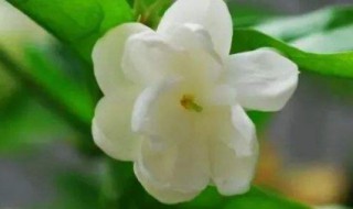 北方冬天如何养好茉莉花（茉莉花北方冬天怎么过）