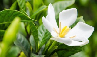 冬季如何养好一盆栀子花 栀子花盆栽冬天好养活