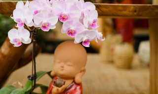 如何正确的养好蝴蝶兰（养好蝴蝶兰应注意什么）