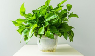 如何养好绿萝土壤 绿萝怎样土养