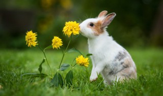 如何养好兔子(如何养兔子才能养好)