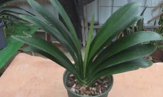 如何养好君子兰 如何养君子兰