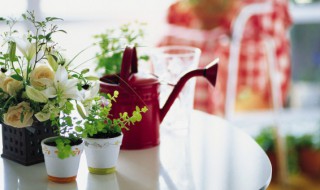 什么植物放家里风水好 家里放植物有什么风水讲究