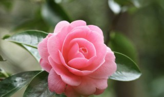 家里餐厅放什么花好（餐厅房间放什么花最适合）