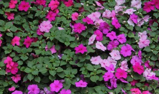 玻璃翠如何养好 玻璃翠的养殖方法和注意事项