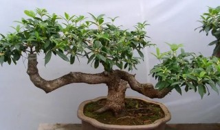 如何养好盆栽四季桂 四季桂能盆栽吗