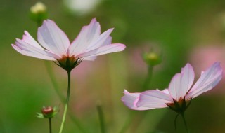 如何养好波斯菊（怎样才能把波斯菊花养好）