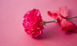 康乃馨如何养好 康乃馨怎么养好