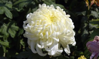 如何养好菊花 养菊花的技巧