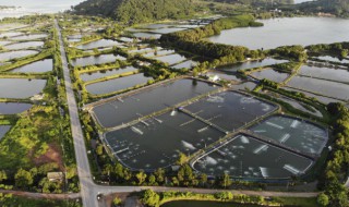 如何养好甲鱼鱼苗 家庭养甲鱼苗怎么养