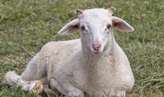 如何养好羊 如何养好羊视频