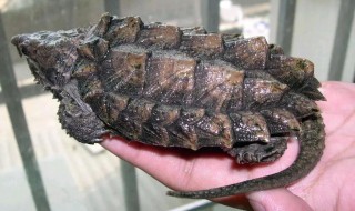 鳄龟如何才能养好 鳄龟怎么养才好