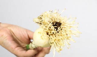 水仙花如何养的好(水仙花怎样养的好?)