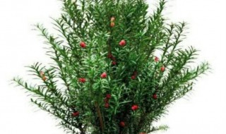 如何才能养好红豆杉 如何养植红豆杉