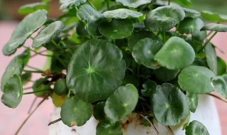 冬天如何养好金钱草 冬季金钱草的养殖方法和注意事项