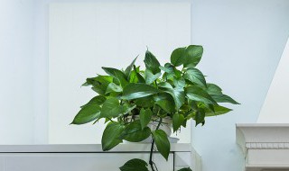 室内冬天如何养好虎皮榕树盆景（北方冬季如何养虎皮榕）