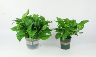 南方家庭如何养好绿萝 南方冬天怎么养绿萝