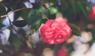 情人节送老婆什么花 情人节送老婆什么花最好