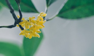 如何养好四季桂花（四季桂花养植方法）