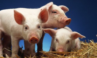 猪扒肉是哪个部位 猪扒是什么部位