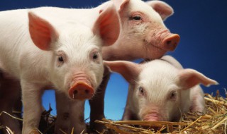 猪的梅头肉是哪个部位（猪梅花肉在哪里）