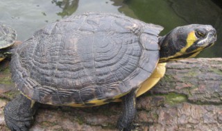 巴西龟放家里什么地方最好（养巴西龟放在家中什么方位）