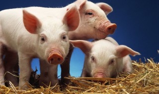 如何养好健康母猪(如何养好母猪?)