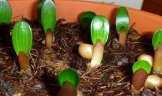 如何养好君子兰小苗 君子兰小苗怎么养