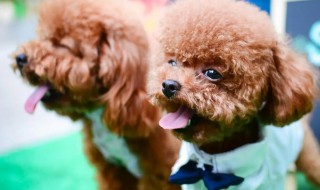 如何养好泰迪犬 怎么样养泰迪幼犬