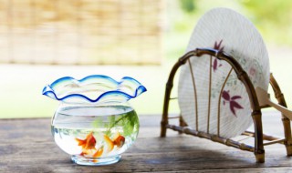 如何养好百褶泰狮金鱼 百褶泰狮金鱼饲养技巧