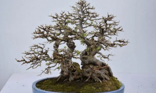 如何养好榔榆盆景(家里养榔榆树盆景好吗)