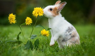 如何才能养好兔（怎么样养兔）