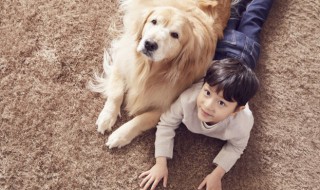 如何养好一条金毛 养金毛